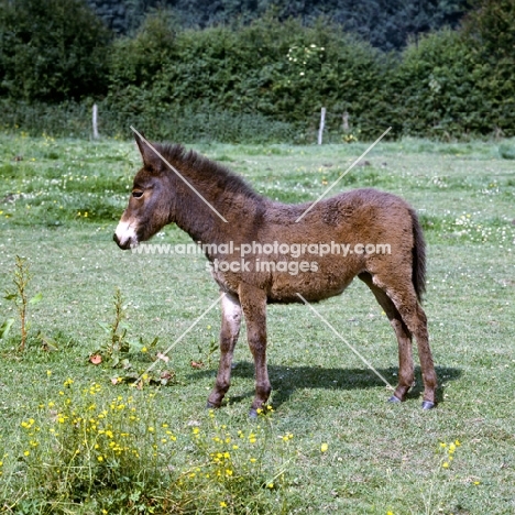 mule foal, donkey x exmoor pony
