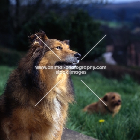 rough collie cross sheltie