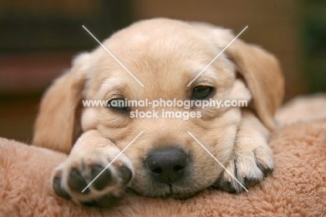 cream coloured Labrador Retriever puppy
