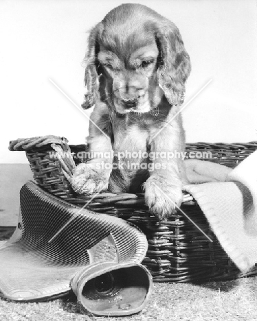 Cocker Spaniel puppy looking at hot water bottle