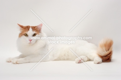 Turkish Van cat lying down, Red Classic Tabby & White colour