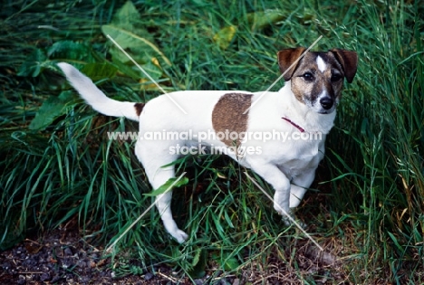 undocked jack russell terrier holding up one foot