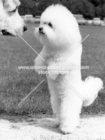 bichon frise and pyrenean mountain dog 