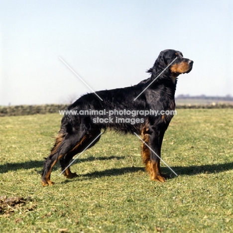 gordon setter from upperwood standing in strong wind