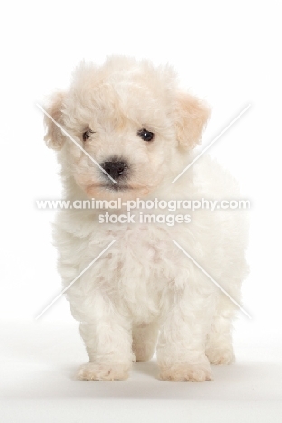 Bicon Frise puppy standing on white background