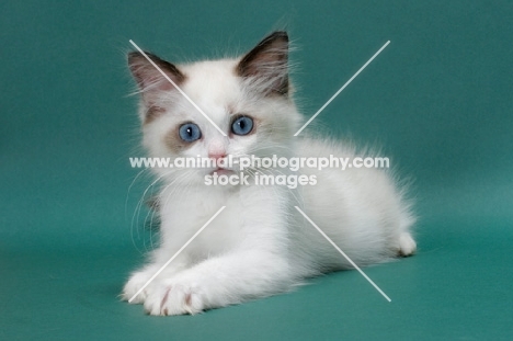 Seal Point Bi-Color Ragdoll kitten, lying down