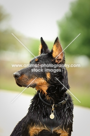 wet Beauceron