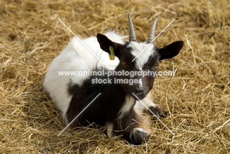 young Bagot goat lying on straw