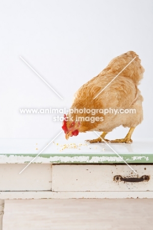 Buff Orpington chicken on table