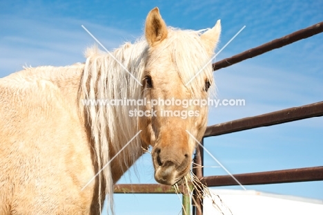 Morgan horse near fence