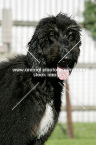 5 month old Afghan Hound