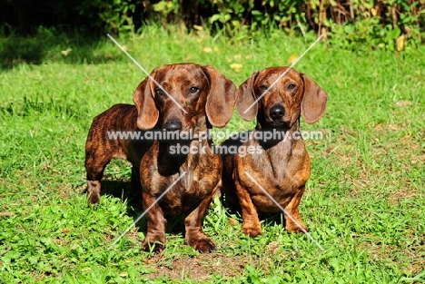 two smooth Dachshund dogs