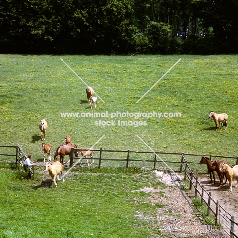 owner opening the gate for group of mares and foals, Palomino and unknown horses