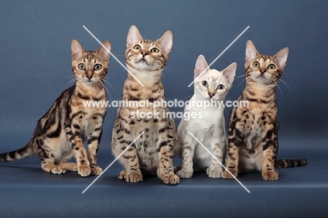 four Bengal kittens, front view