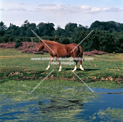 new forest pony walking in beautiful new forest scenery