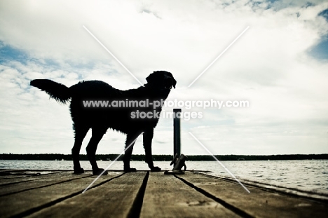 chesapeake Bay Retriever on dock