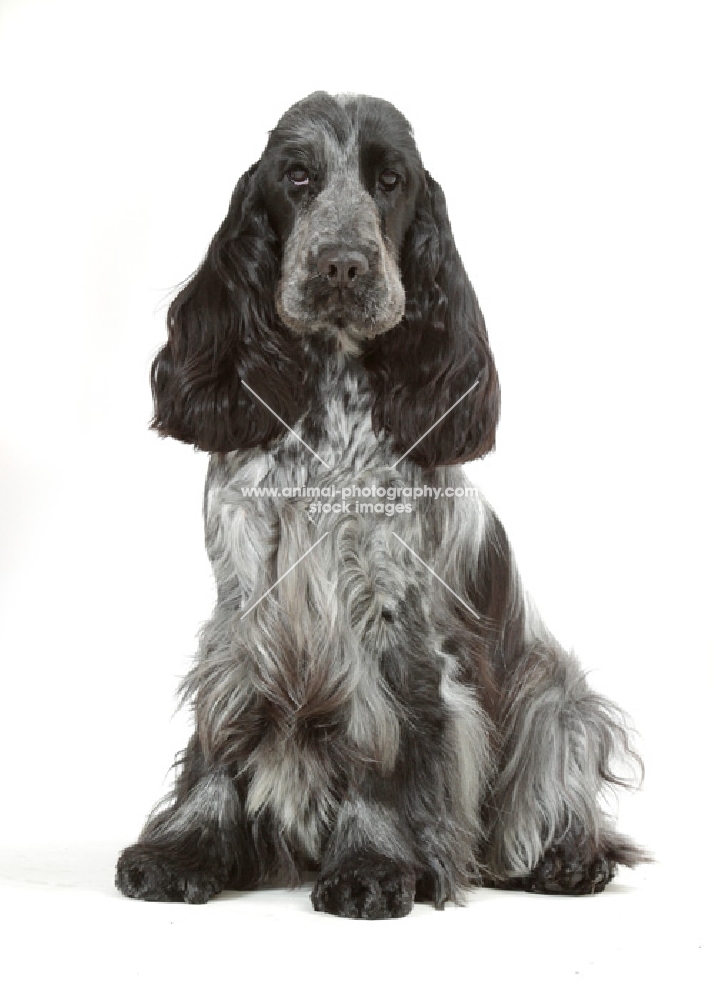 Cocker Spaniel on white background