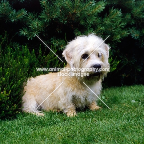 champion dandie dinmont