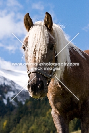 Haflinger portrait, Switzerland