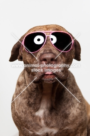 Dogo Canario dog in Sunglasses, 3 years old