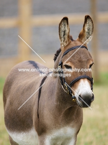 Donkey wearing bridle