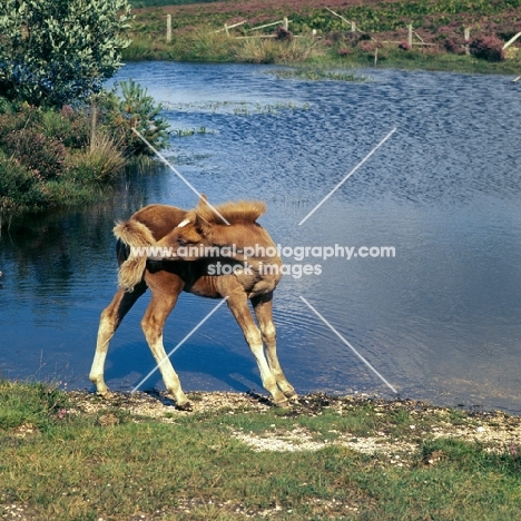 new forest foal nibbling its tail beside lake in the new forest 