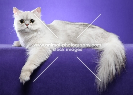 One year old Shaded Silver Persian female, reclined, arm over edge, looking at camera.