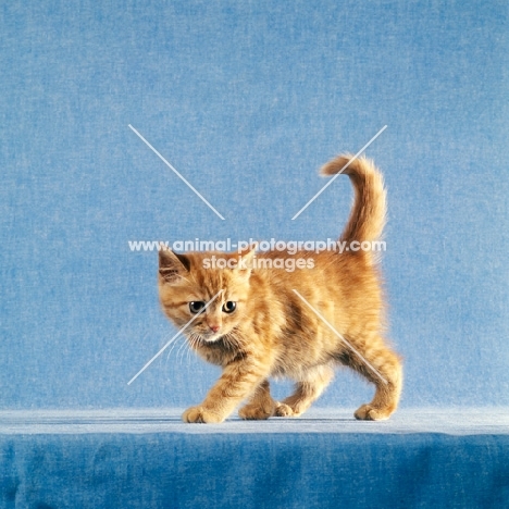 red tabby long hair kitten prowling