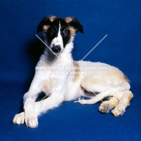 borzoi on blue background