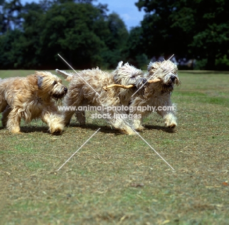 three soft coated wheaten terriers galloping with stick