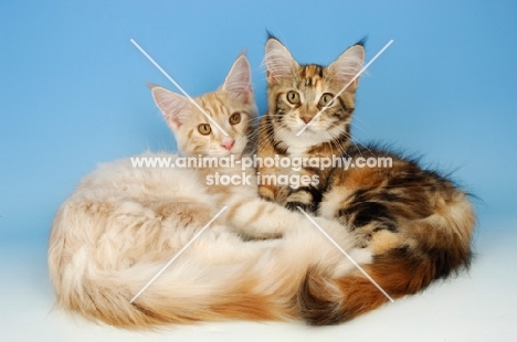 two maine coon cats together, cream tabby and tortie white colour
