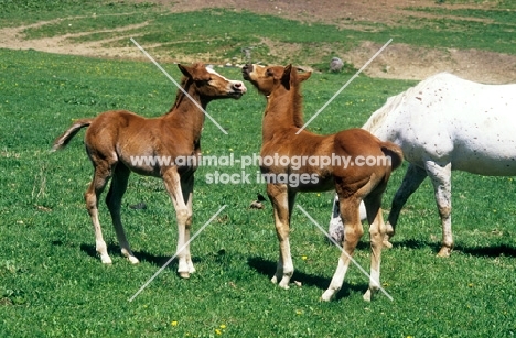 two quarter horse foals