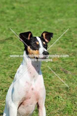 Ratonero Bodeguero Andaluz, (aka Andalusian Rat Hunting Dog), portrait