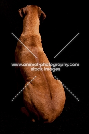 Rhodesian Ridgeback, back view on black background