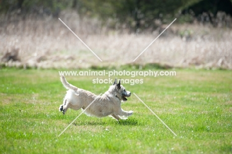 Wheaten Cairn terrier on grass running.