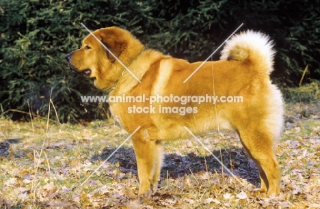 Tibetan Mastiff, posed