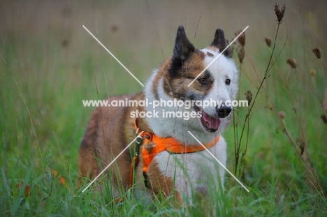 karelian bear dog running in a field