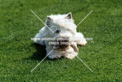 west highland white terrier chewing a furry toy