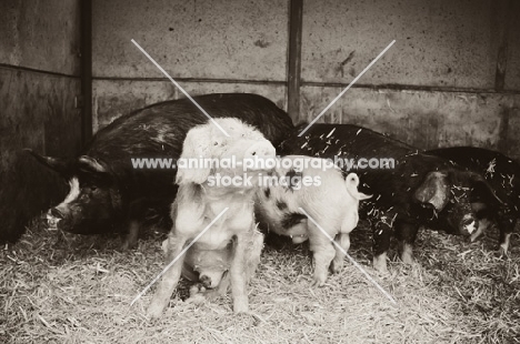Group of mixed pigs in barn