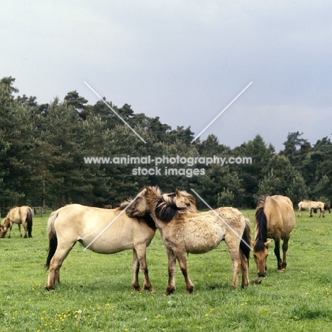 Dulmen mare and foal mutual grooming at Meerfelder Bruch