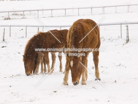 Suffolk Punch grazing in snowy field
