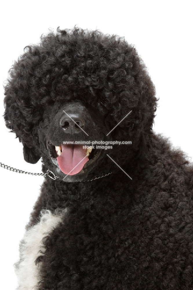 Australian Champion Portuguese Water Dog, portrait