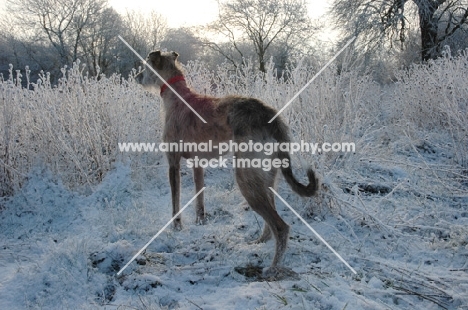 lurcher in frosty landscape, all photographer's profit from this image go to greyhound charities and rescue organisations