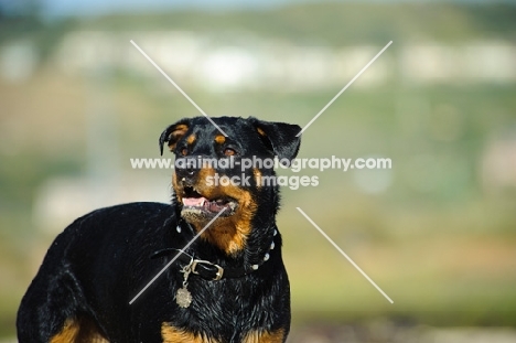 Rottweiler, blurred background