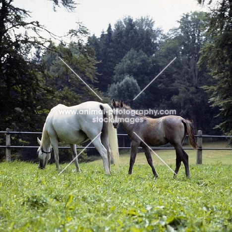 German Arab mare with foal at marbach,