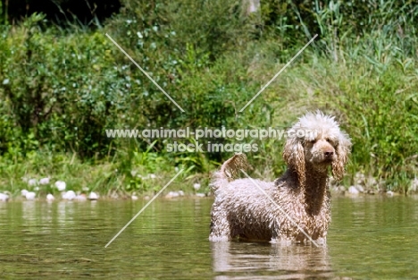 standard undocked poodle standing in water