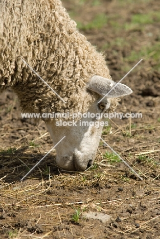 Leicester Longwool sheep grazing