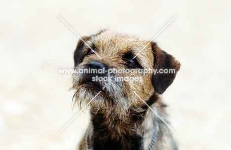 border terrier looking up