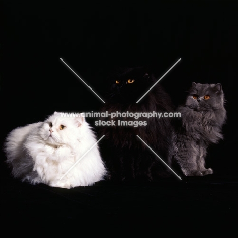 three long hair cats white, black and blue