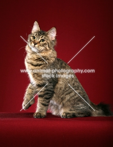 longhaired Kurilian Bobtail cat, one paw up